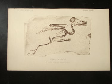 Paleontology - Espece di Alcedo