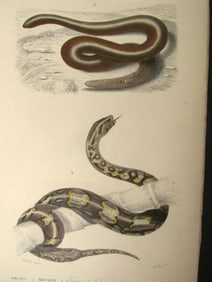 Eryx & Boa (Snakes)