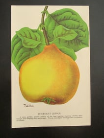 Bourgeat Quince  - Roch Lithograph Company