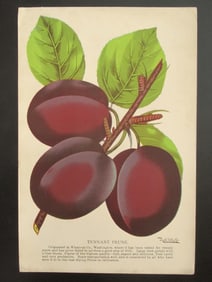 Tennant Prune - Roth Lithograph Company