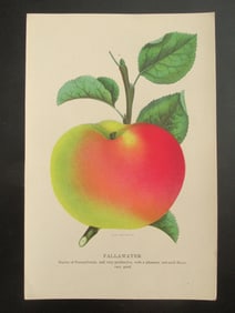 Fallawater Apples - Stecher Lithograph Company