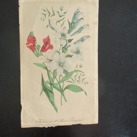 Tuberose & Lions Tongue