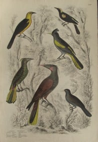 Icterus - Troopials - Fine Bird Engraving