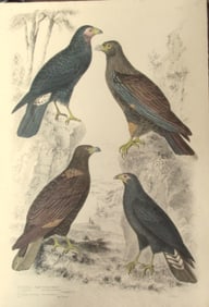 Caracaras - Fine Bird Engraving