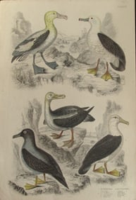 Diomedea Albatrosses - Fine Bird Engraving