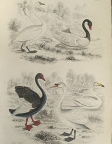 Swans - Capt. Thomas Brown 1785 - 1862