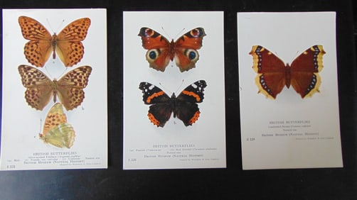 Lot of Post Cards of Bugs and Butterflies