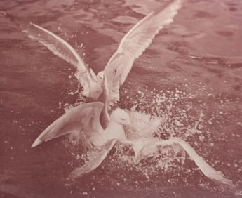 Lot of Samuel Needleman Photographs