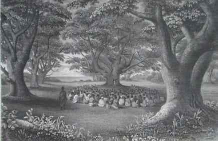 Grove of Tutui Trees Kauai - Island of Hawaii