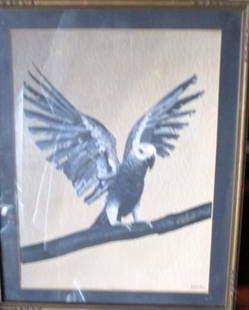 Grey & White Parrot - L. Cody - American: Gray & White Parrot A wonderful painting of a parrot.Framed in Gilt Art Nouveau frame Artist: L. Cody - American Medium: Gouche & Watercolor Date: Circ