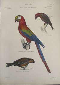 Scarlet Maccaw - Hand Colored Engraving