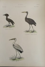 Ibis - Umbre - Hand Colored Engraving