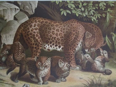 Leopard - Louis Prang Chromolithograph