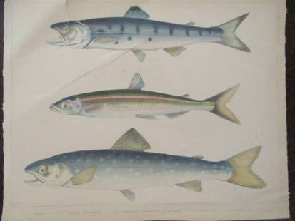 Perry's Japan Expedition Fish Print 1852 - 1854: Perry's Japan Expedition Fish Print 1852 - 1854 Salmo (Salmon?)  A beautiful hand colored engraving from the expedition. Print Type: Engraving Aquatint Date: