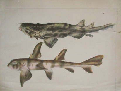 Perry's Japan Expedition Fish Print 1852 - 1854: Perry's Japan Expedition Fish Print 1852 - 1854 Triakas Scyllium et al.  A beautiful hand colored engraving from the expedition. Print Type: Engraving Aquatint