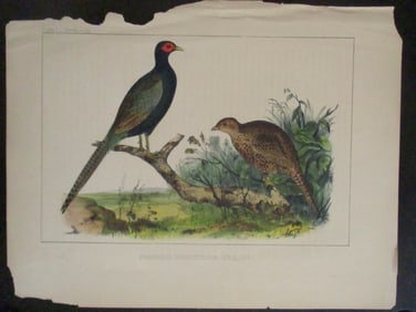 Perry's Japan Expedition Bird Print 1852 - 1854