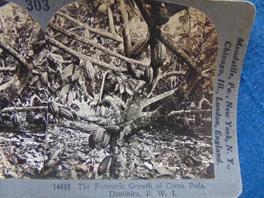 Cocoa Pods On Trees Dominica BWI
