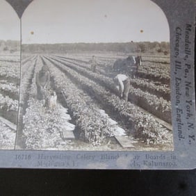 Harvesting Celery, Kalamazoo, MI