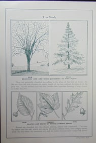 Tree Study