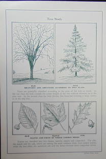 Tree Study: Tree Study Original teaching card. Text on verso with information. Dated: c 1930 - 1940's Type Teaching Card Size: 8vo Publisher: Superior Eduction Assoc. Condition Report Very Good Subject