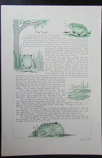 The Toad: The Toad Original teaching card. Text on verso with information. Dated: c 1930 - 1940's Type Teaching Card Size: 8vo Publisher: Superior Eduction Assoc. Condition Report Very Good Subject