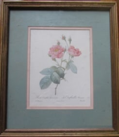 Rosa Centifolia Inermes Pierre-Joseph Redoute