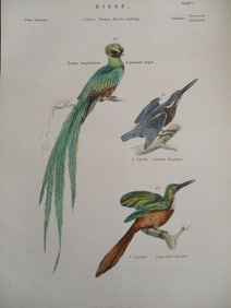 Trogon - Kingfisher - Hand Colored Engraving
