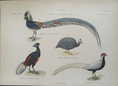 Pheasants- Hand Colored Engraving