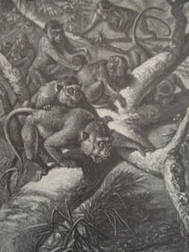 Kra or Dog Like Macaque - 19th Century