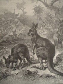 Kangaroo - 19th Century Wood Engraving