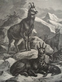 Chamois - 19th Century Wood Engraving