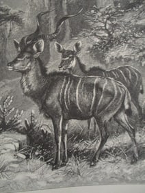 Koodoo - 19th Century Wood Engraving