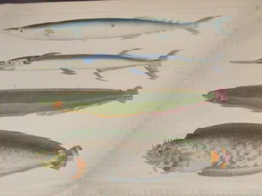 Perry's Japan Expedition Fish Print 1852 - 1854