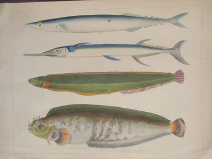 Perry's Japan Expedition Fish Print 1852 - 1854: Perry's Japan Expedition Fish Print 1852 - 1854 Scomberesox et al.  A beautiful hand colored engraving from the expedition. Print Type: Engraving Aquatint Date: Circa 1852 - 1854