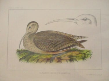 Perry's Japan Expedition Bird Print 1852 - 1854