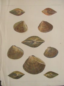 Perry's Japan Expedition Shell Prints 1852 - 1854