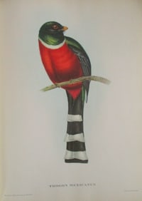 Trogon Mexicanus - John Gould 1804-1881