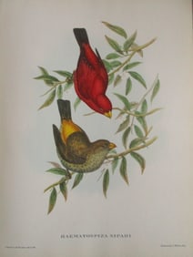 Haematospiza Sipahi - John Gould 1804-1881