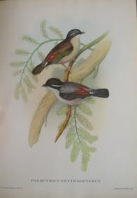 Pteruthius Erythropterus - John Gould 1804-1881