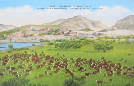 Cattle Round-up in West Texas