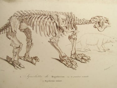 Paleontology - Megatherium