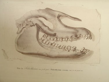 Paleontology - Palaeotherium (2 Engravings)