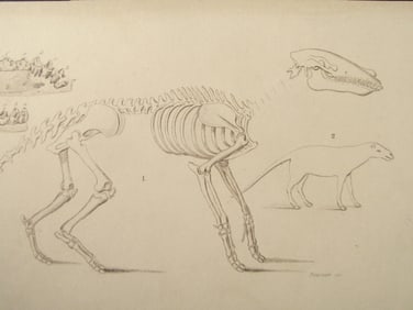 Paleontology - Anoplotherium