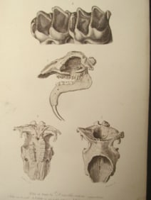 Paleontology - Dinotherium
