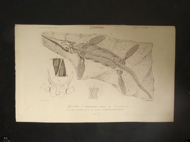 Paleontology - Ichthyosaurus