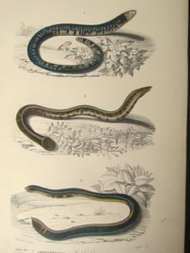 Amphisboena (Snakes)