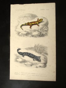 Salamanders - Hand Colored Engraving