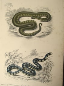 Acrochordus & Platurus (Snakes)