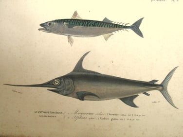 Scomber & Xiphias Gladius (Swordfish)
