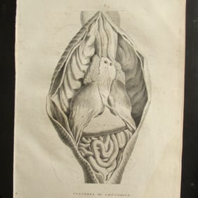 Fisceres Du Crocodile